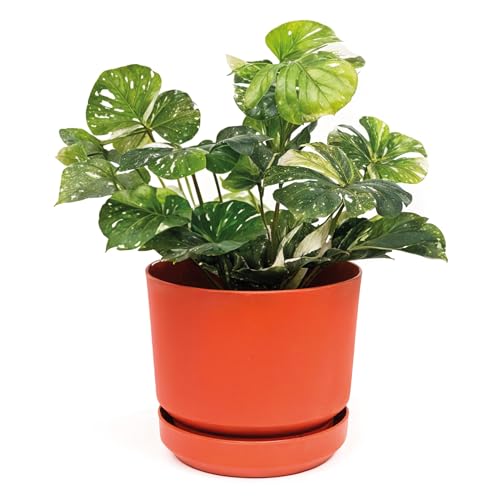Elly Décor 14 inch Plastic Cylinder Planter Pot with Self-Watering Saucer and Drainage Hole,Lightweight & Extremely Durable, 14"x 14", Terracotta