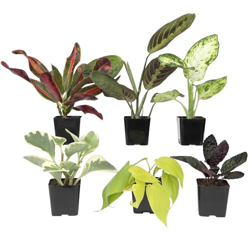 Easy to Grow Houseplants (6PK), Live House Plants in Plant Containers, Growers Choice Plant Set in Planters with Potting Soil Mix, Home Decor Planting Kit or Outdoor Garden Gifts by Plants for Pets