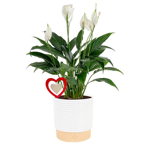 Costa Farms Peace Lily Live Plant, Decor Ready Houseplant with Flowers - 1 Foot Tall - Easy to Grow Blooming Plant in 6-Inch Flower Pot | Birthday Gift | Room Decor, Home Decor