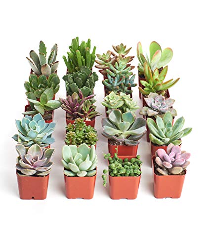Shop Succulents Unique Succulent Plant Pack Collection - Live Mini Succulent Plants, Low Maintenance, Exceptional Colors & Textures - Wedding and Party Favors, Gift & Garden, Pack of 20