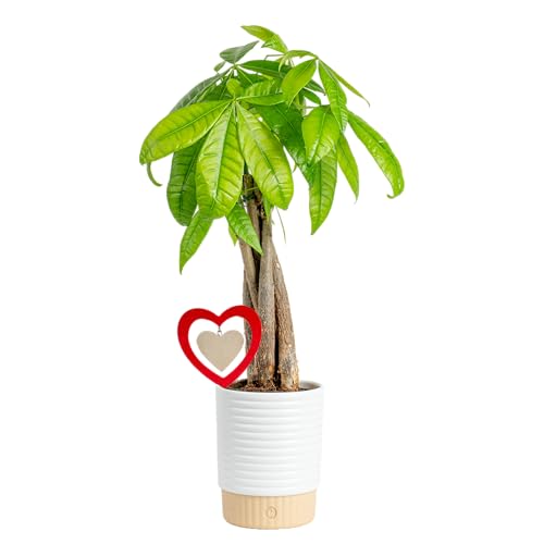 Costa Farms Money Tree Live Plant | 12-16 Inches Tall Bonsai | Easy to Grow Indoor Houseplant in 4-Inch Plant Pot | Includes Cute Decoration | Home, Office, or Room Decor