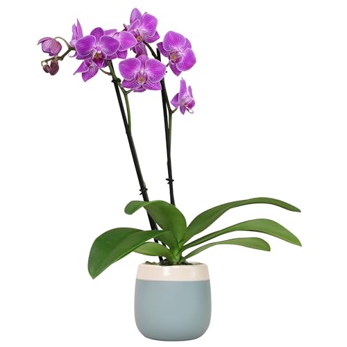 Premium Purple Live Orchid Plant Blooming in 3.5" Blue & White Orchid Pot, Live Plants, Houseplant Gifts, Approx. 16" Tall, Pet Friendly Houseplants, Phalaenopsis Moth Flower by Plants for Pets