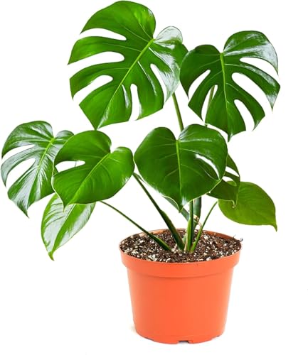 Shop Succulents Monstera Deliciosa Swiss Cheese Plant, Live Indoor Plant, Easy to Grow Split Leaf Houseplant in Grow Pot, Housewarming, Decoration for Home, Office, and Room Decor, 6 Inch