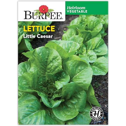 Burpee 'Little Caesar' Lettuce Seeds - 680mg Non-GMO Lettuce Head Seeds - Burpee Exclusive, Heirloom, Container Friendly, Vegetable Garden Planting, Easy Grow Lettuce (Lettuce, Little Caesar)