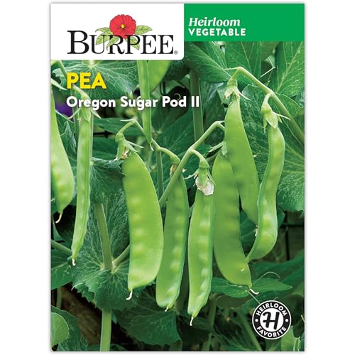 Burpee 'Oregon Sugar Pod II' Snow Pea Seeds - 28gm Non-GMO Seed Packet for Home Gardening - Heirloom, Snow Peas Seeds - High Yield Vegetable, Disease Resistant (Pea, Oregon Sugar Pod II)