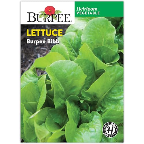 'Burpee Bibb' Lettuce Seed Packet - 1.5gm Non-GMO Seeds for Planting Vegetables - Heirloom Bibb Lettuce, Classic Variety, Vegetable Seeds for Home Garden Outdoor Planting (Lettuce, Burpee Bibb)