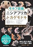 モルフ図鑑 ニシアフリカトカゲモドキ 心ときめく体色や模様の魅力