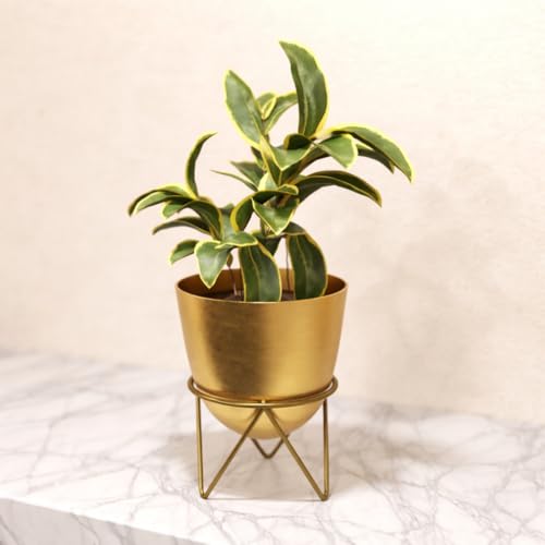 Lifelong Metal Plant Stand Indoor Planter Pot with Stand, Decorative Plant Holder for Living Room Bedroom Office, Minimalist Home Decor, Small Flower 