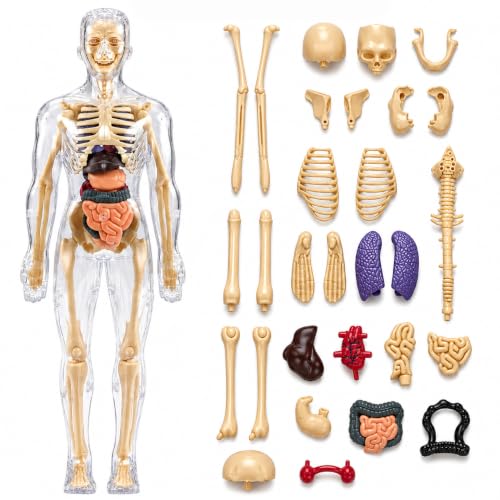 Labs Anatomy Kit | 29-Piece Anatomy Kit with Skeleton, Organs, Body Parts | Human Body 3D Puzzle, STEM Science Toy | Skeleton Model Detachable Bones |