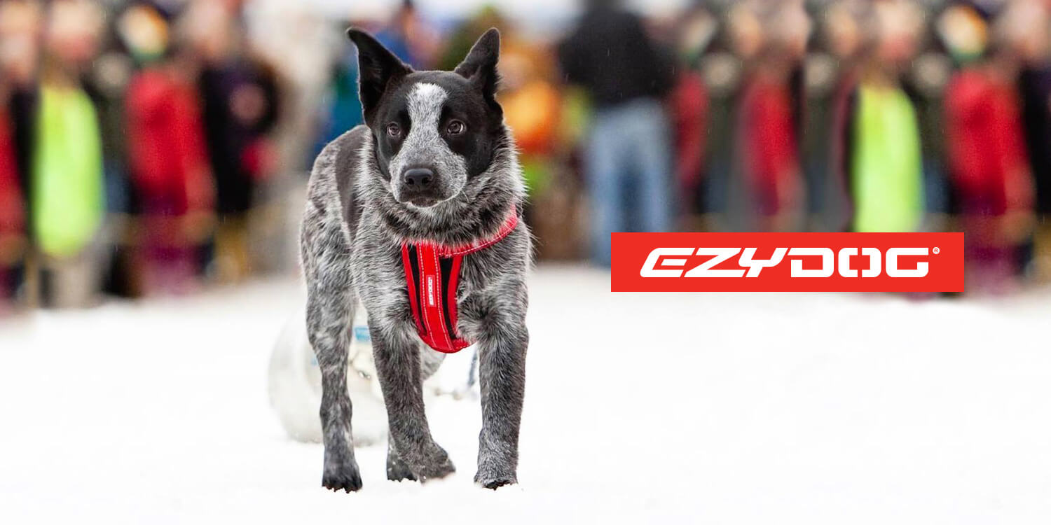 ezydog sale