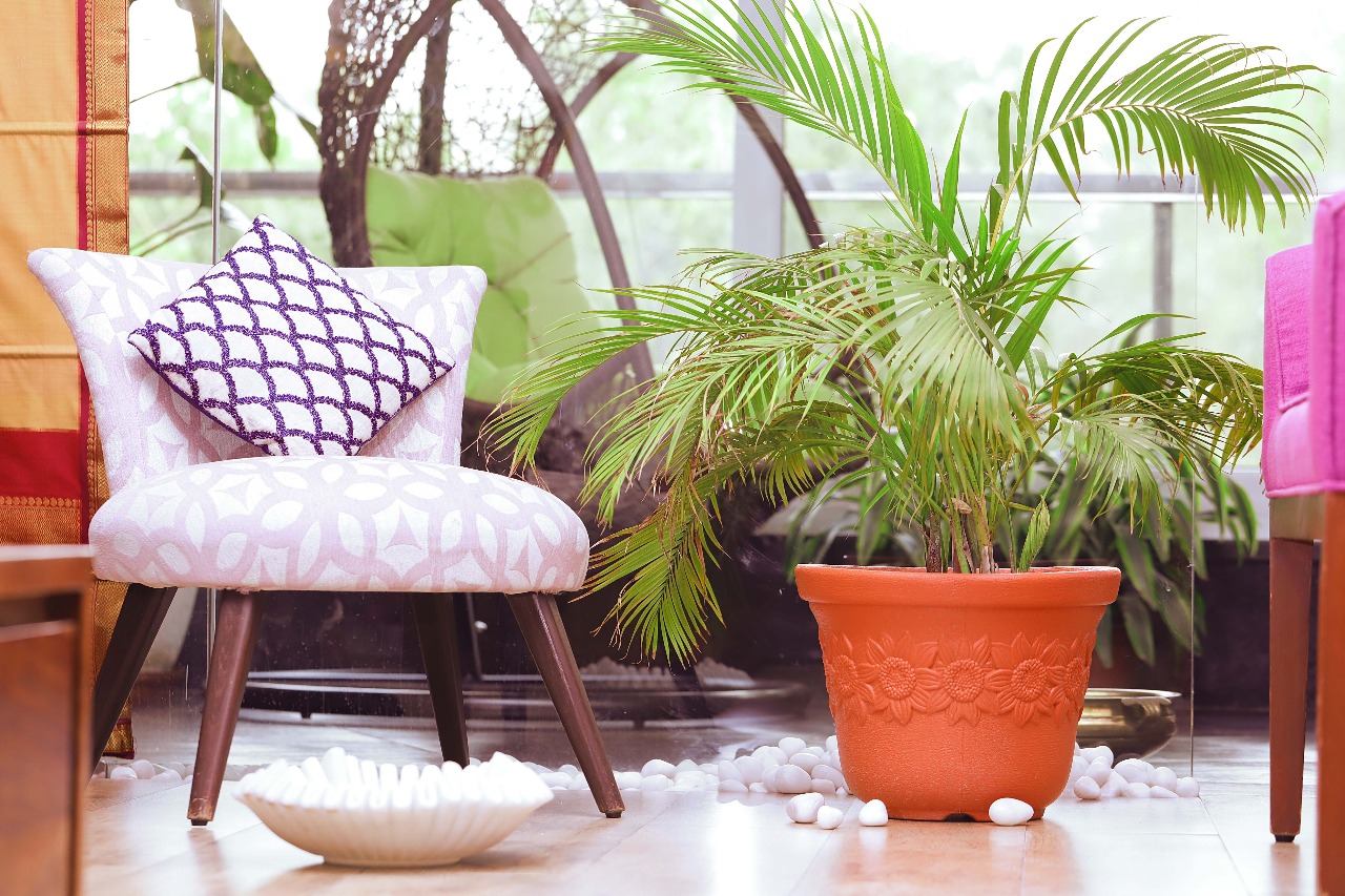 Amazon.in Gardens Need