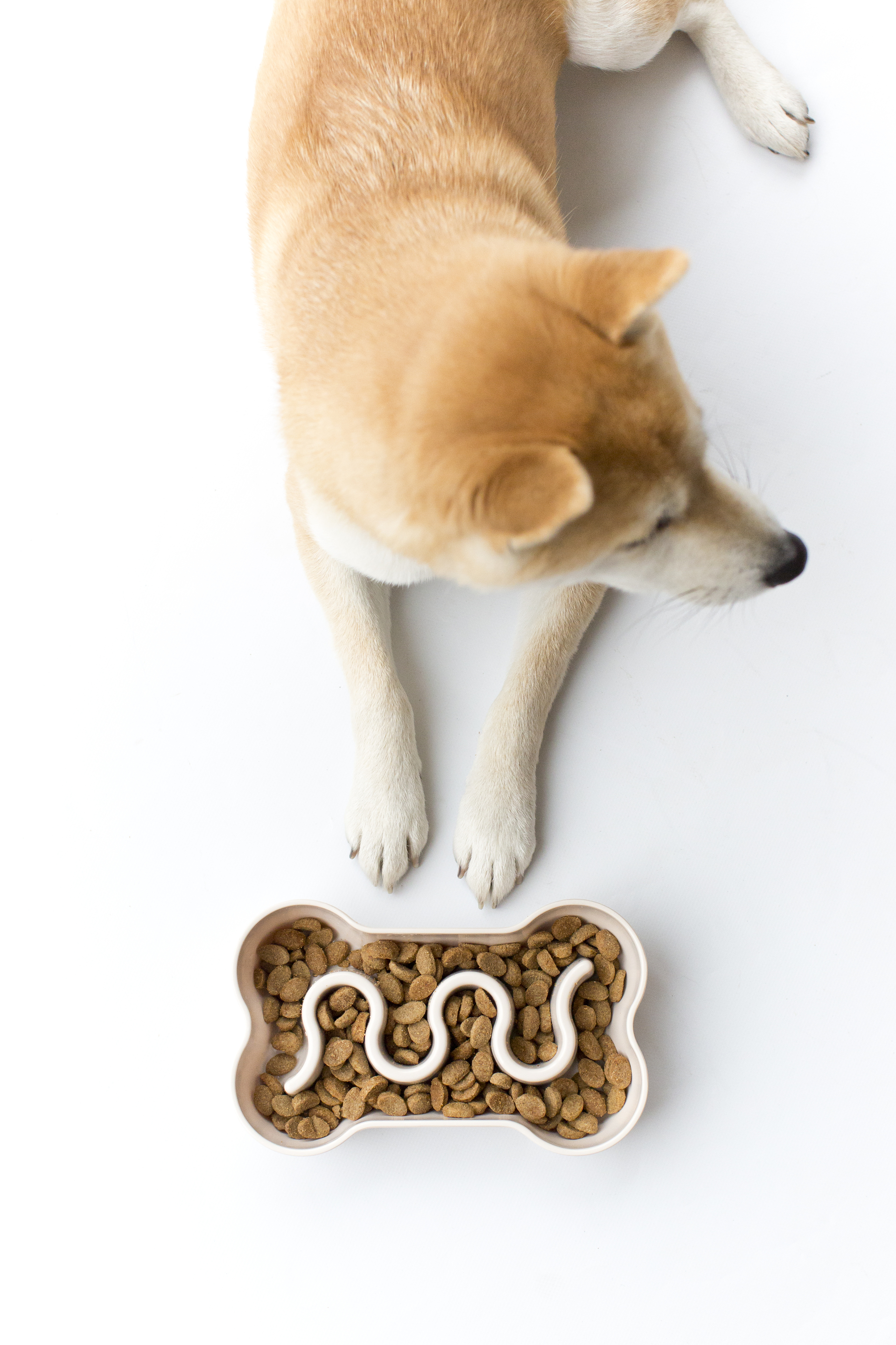 Inooko Amazon.fr: inooko: Anti-Glouton Chien