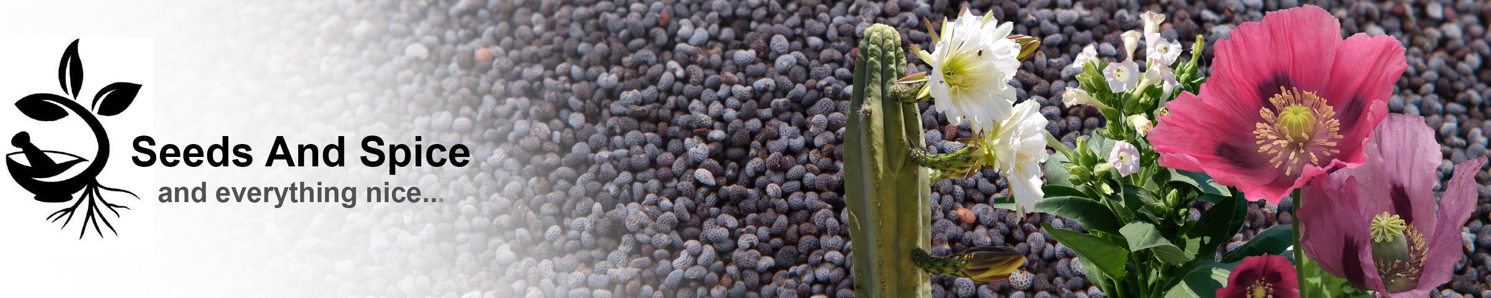 Amazon.ca Seeds And Spice Herb And Spice Seeds