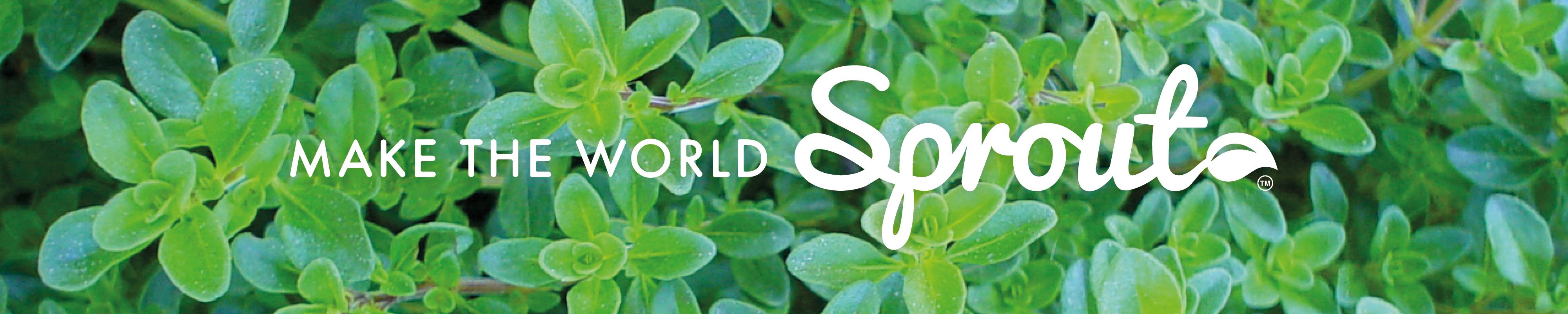 Amazon.ca Sprout The Sprout pencil