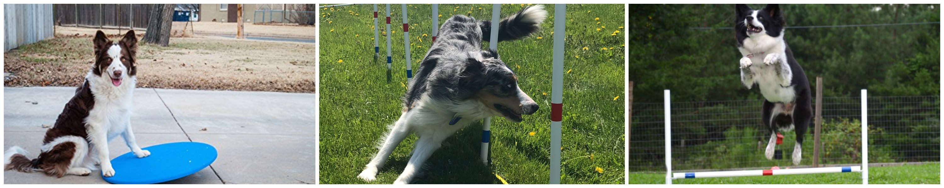 The Dog Agility Shop®