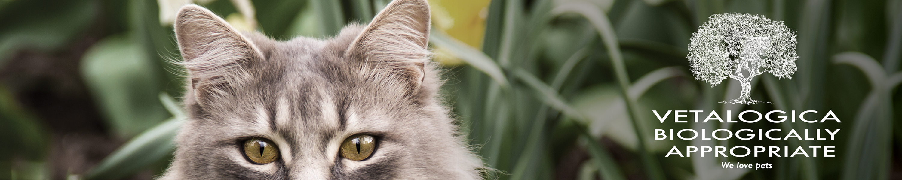 Vetalogica VITARAPID