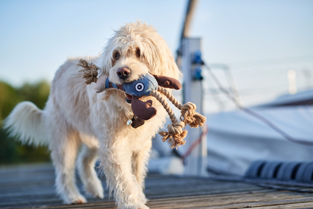 HUNTER Pet Store Toys