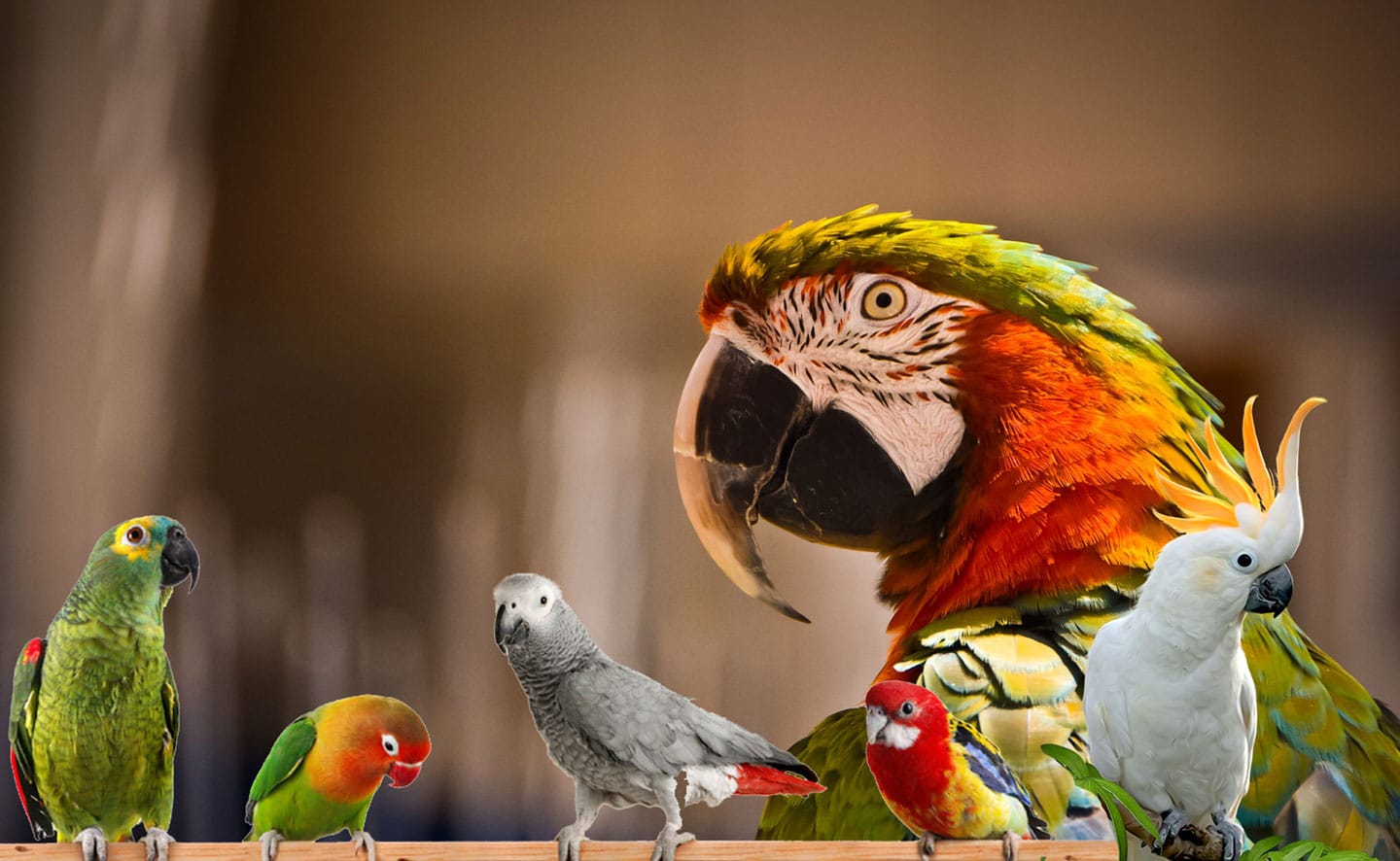 Amazon.com: Bird Street Bistro