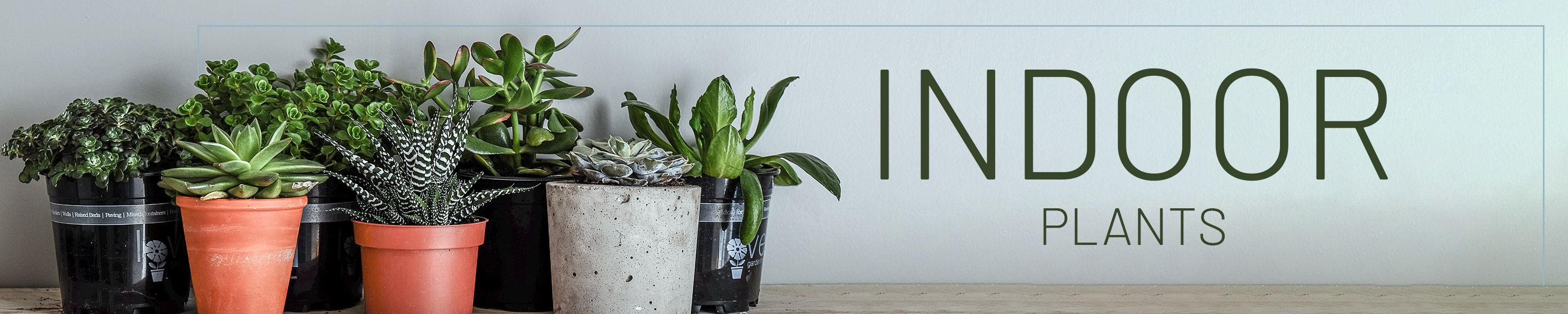 Amazon.in Ferns 'N' Petals