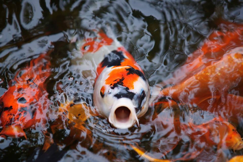 смешные кои