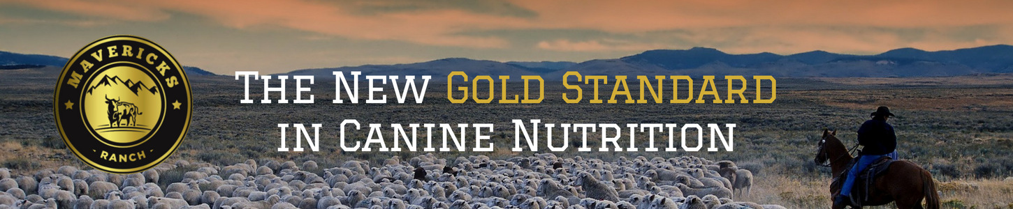 Amazon.com: Mavericks Ranch