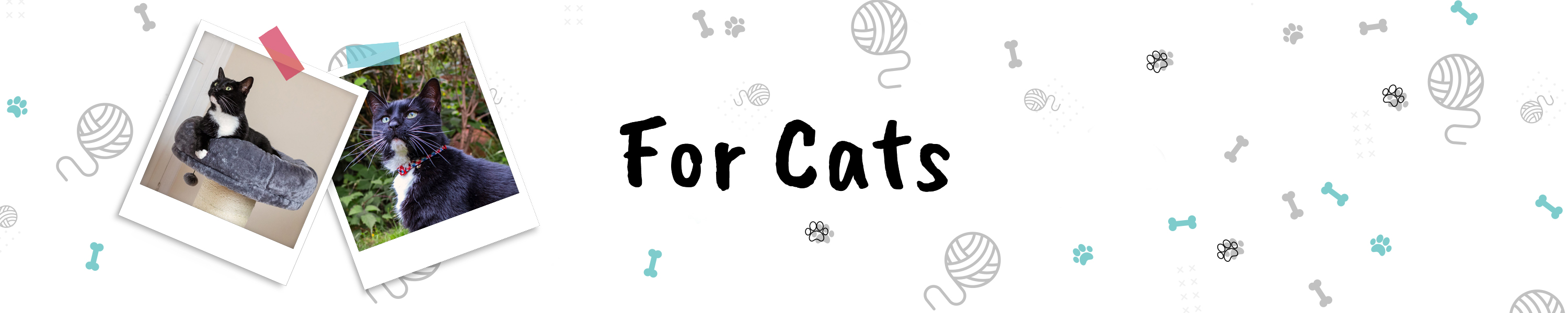 Amazon.co.uk All Pet Solutions Cats