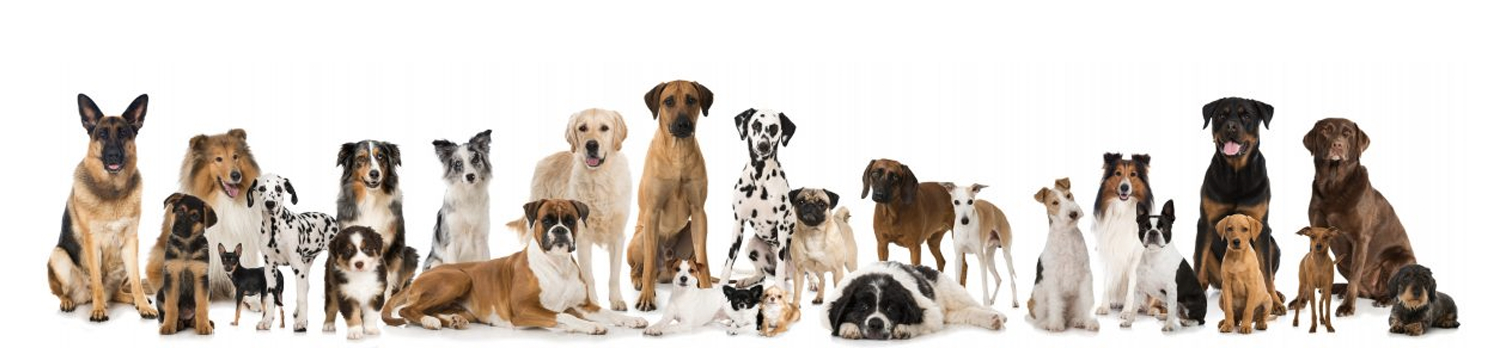 Amazon.in PETWIN Groomers' Choice Dog Shampoos