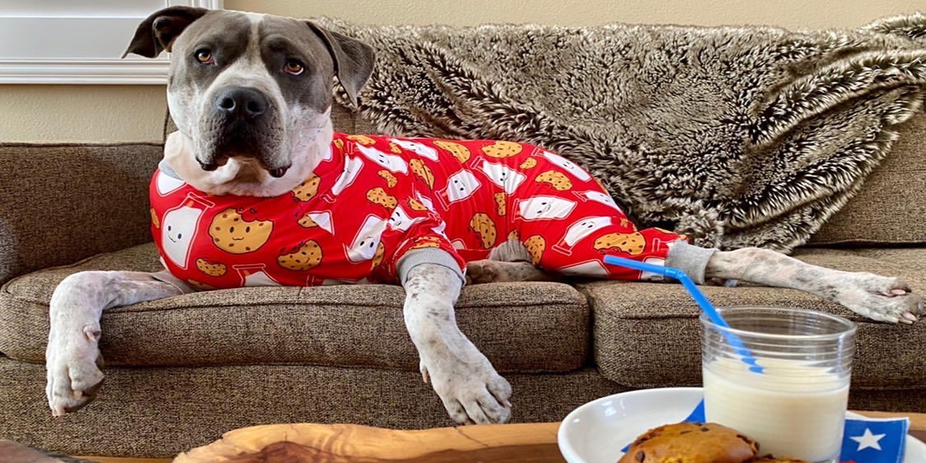 tooth and honey dog clothes