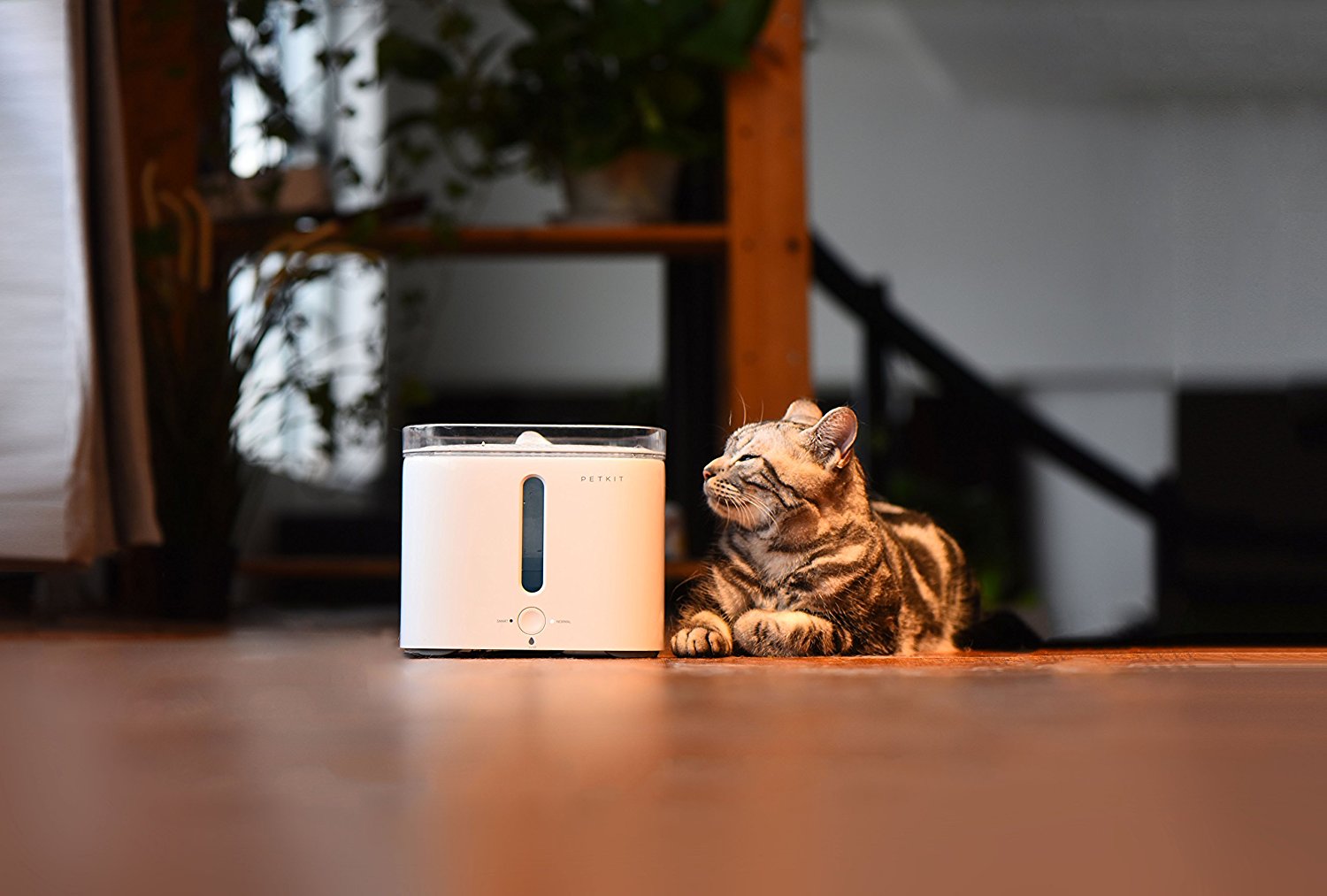 Amazon.es: PETKIT