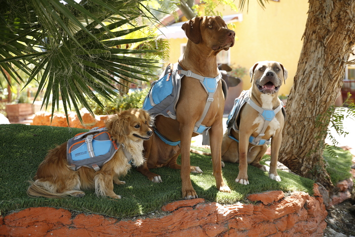 cesar millan backpack