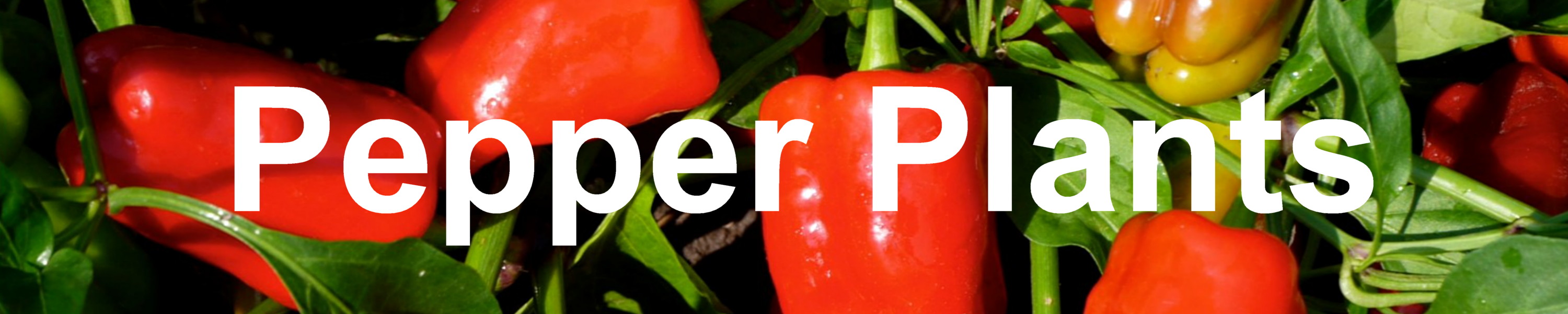 Hirt's Gardens Pepper Plants