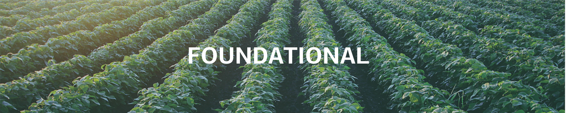 Amazon.com: Standard Process: Foundational