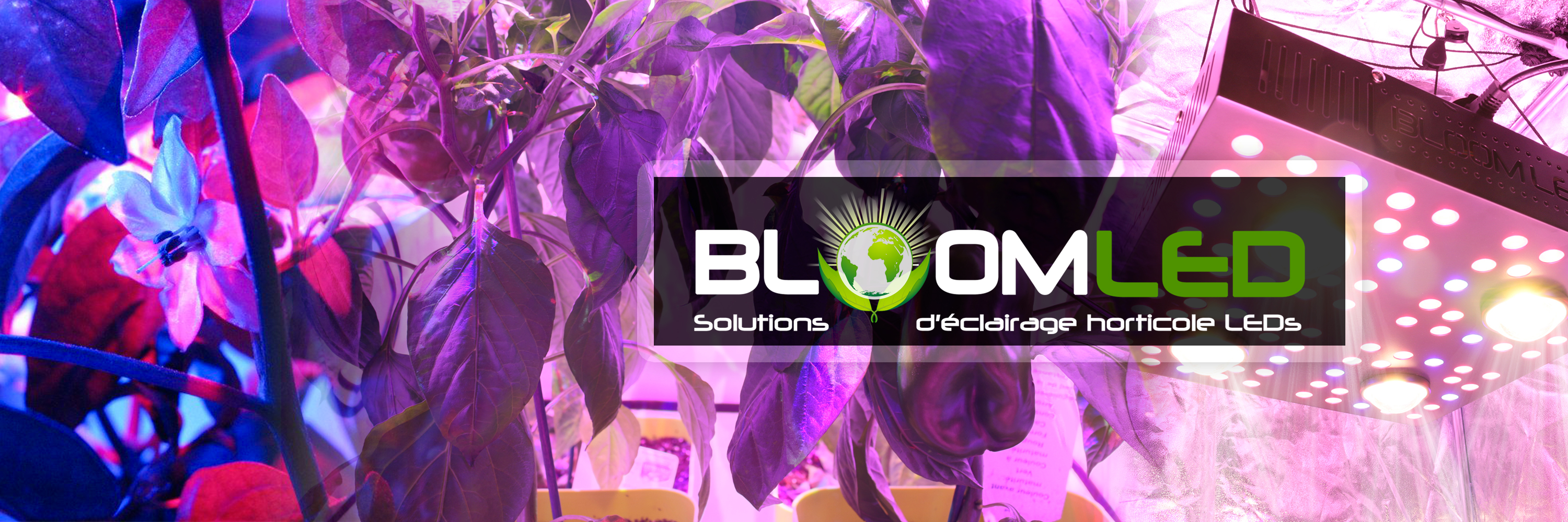 Amazon.fr: BloomLED