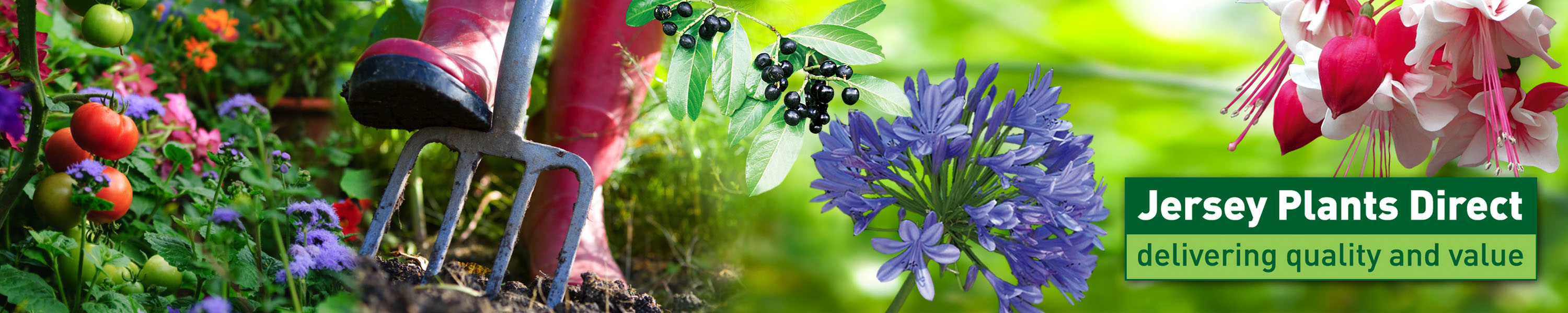 Amazon.co.uk Jersey Plants Direct