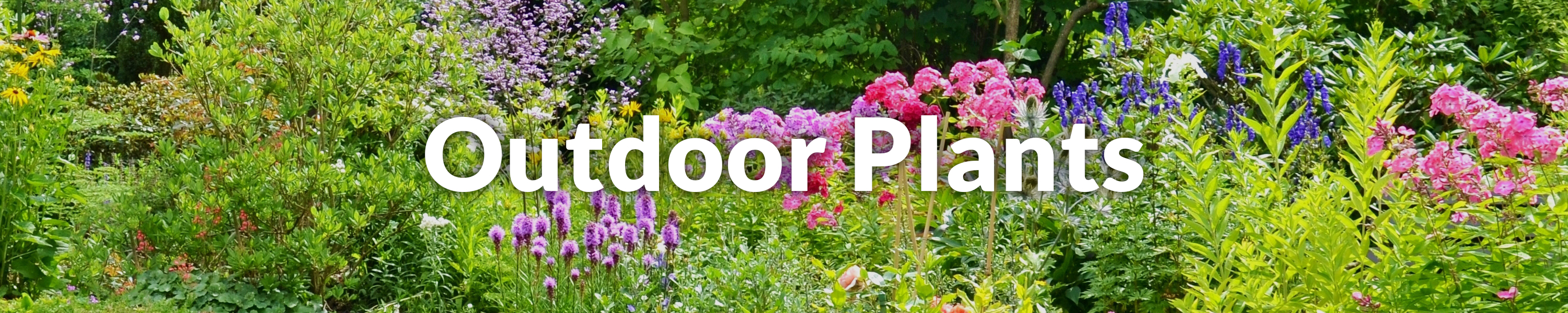 Amazon.co.uk GardenersDream Outdoor Plants