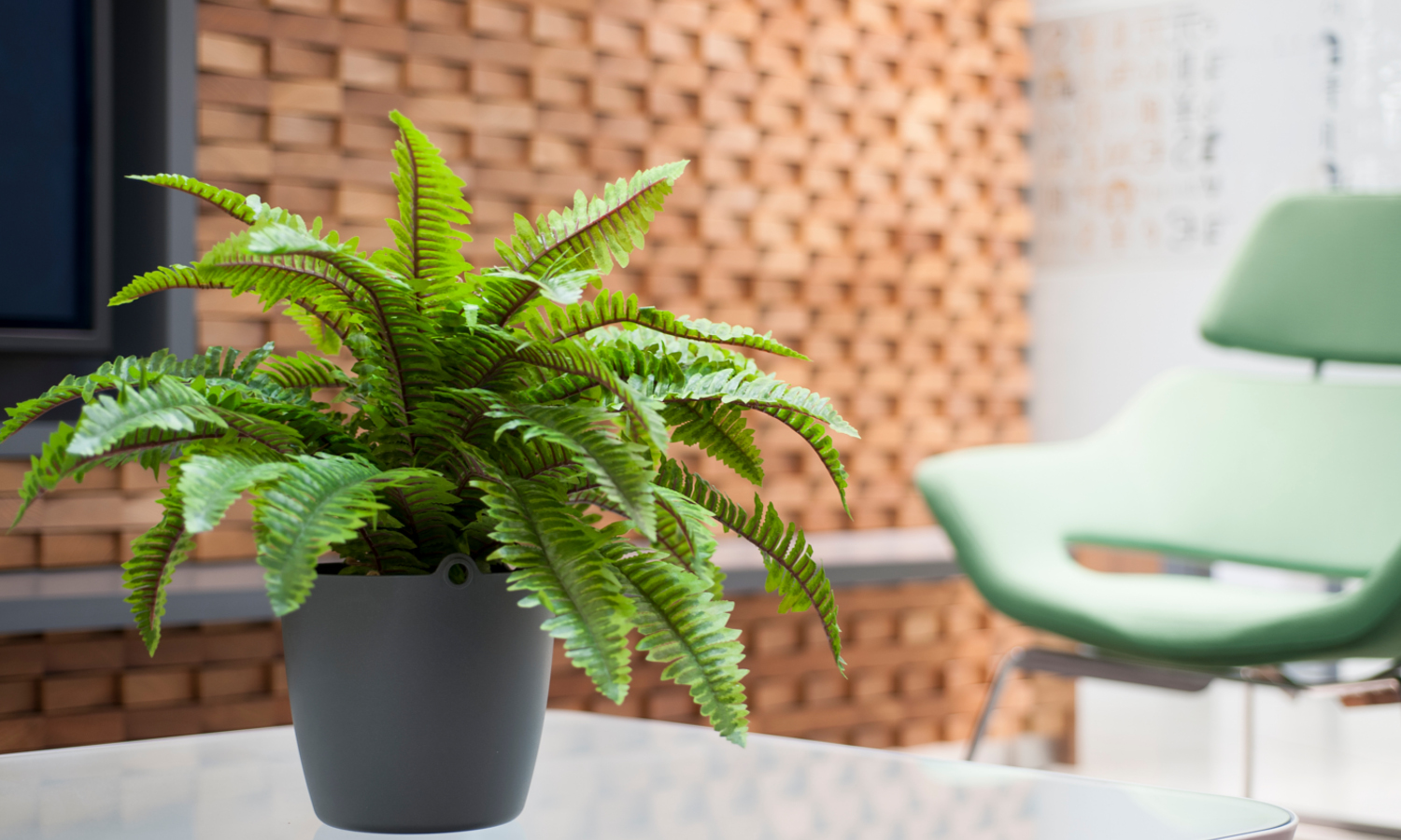 Amazon.co.uk Blooming Artificial