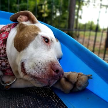Pibblemom