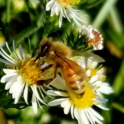 The Bee's Knees Avatar