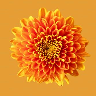 Ivory profile picture