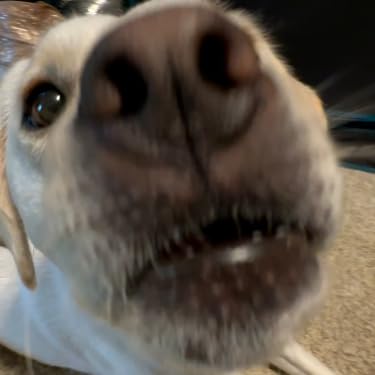 Review Dude