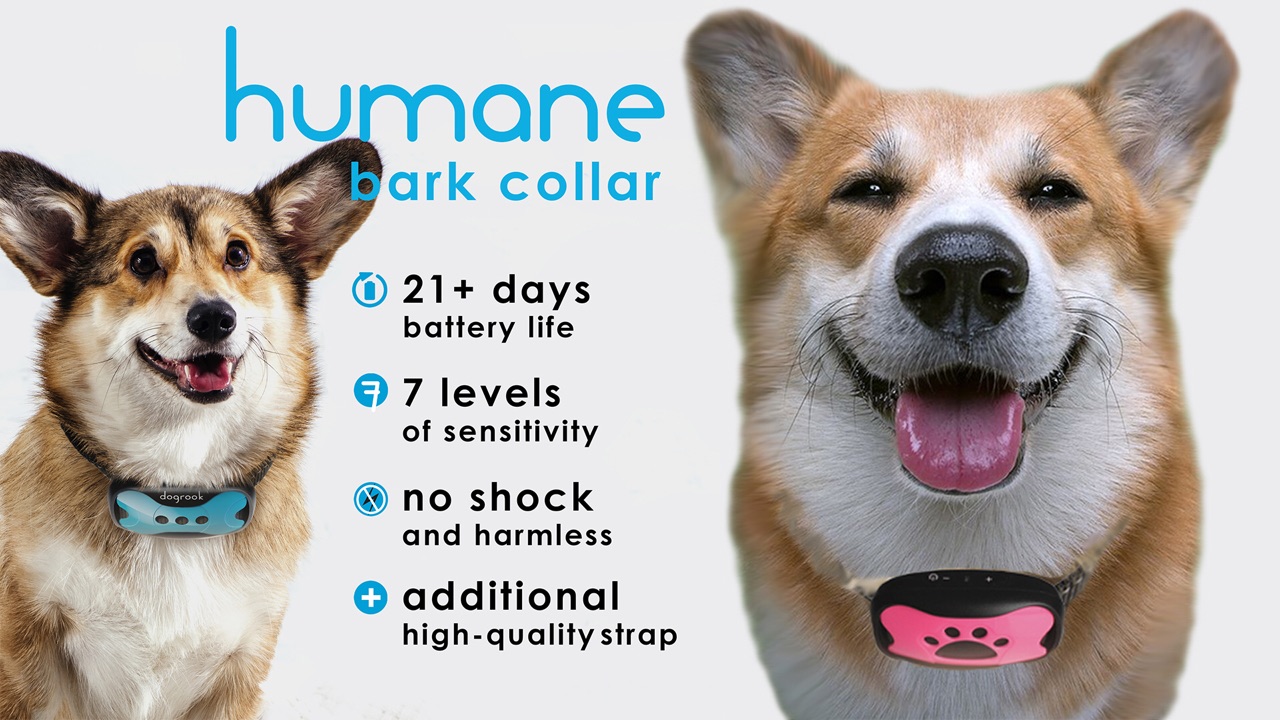 corgi bark collar