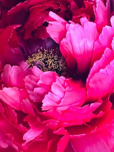 雨の日の紫陽花写真集volume 5 自然と紫陽花に囲まれて 緑あふれる大自然と綺麗な紫陽花の世界へ Lucky Beauty 写真 Kindleストア Amazon