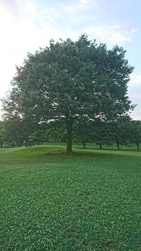 Amazon Co Jp 天乃 聖樹 作品一覧 著者略歴