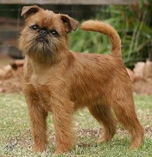 Resultado de imagen para ç¬ Brussels Griffon