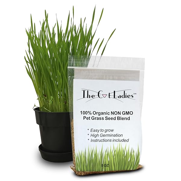 100 Organic Cat Grass Seed (NON GMO) Pet Supplies