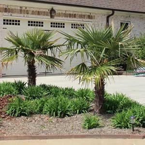 33 best images about tennessee native plants on pinterest