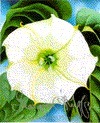 cover img of Georgia O'Keeffe: One Hundred Flowers