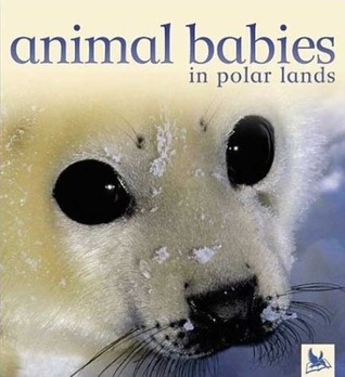 Animal Babies in Polar Lands book cover