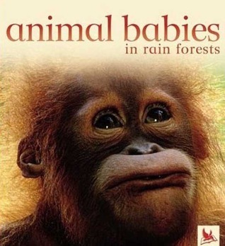 Animal Babies in Rain Forests book cover