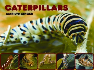 Caterpillars book cover
